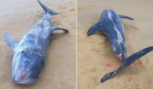 Béja : une baleine retrouvée morte sur la plage de Zouara à Nefza