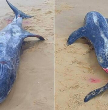 Béja : une baleine retrouvée morte sur la plage de Zouara à Nefza
