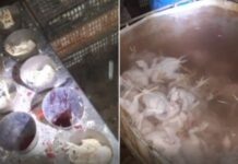 Korba : saisie de 3 tonnes de viande de volaille impropre et fermeture d’un abattoir clandestin