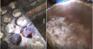 Screenshot_20251212-211753_Facebook Korba : saisie de 3 tonnes de viande de volaille impropre et fermeture d’un abattoir clandestin