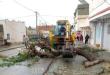 Béja sous alerte météo : arbres et câbles électriques tombés, circulation interrompue