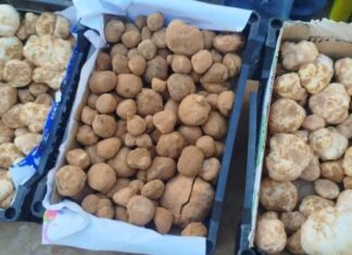 Tataouine : le prix du kilogramme de truffe dépasse 200 dinars