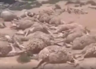 Menzel Bourguiba : 79 têtes de bétail emportées par les crues