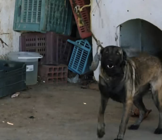 Monastir : un chien retenu à la fourrière depuis 4 mois au cœur d’un débat sur le bien-être animal