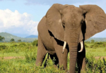 Tunisie : deux éléphants bloqués au port de Radès, appels à une intervention urgente