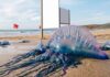 Tunisie : trois apparitions du Physalia physalis signalées sur les côtes en quelques jours