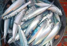 Tunisie : la canicule menace d’importantes quantités de sardines de destruction