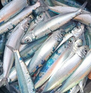Tunisie : la canicule menace d’importantes quantités de sardines de destruction